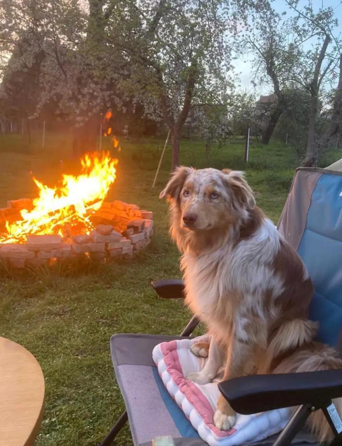 Villaharmony Wartet Auf Familien Mit Hund! Lommatzsch エクステリア 写真