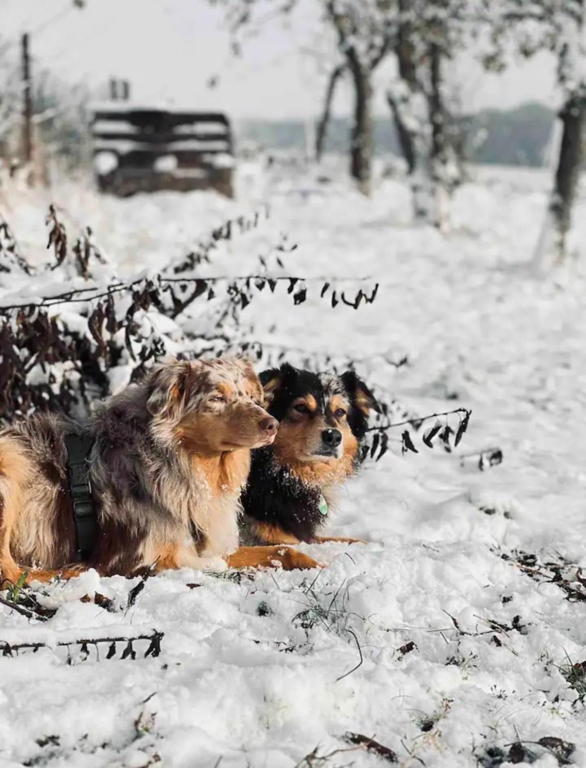 Villaharmony Wartet Auf Familien Mit Hund! Lommatzsch エクステリア 写真